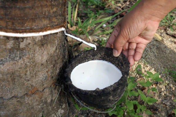 essay of rubber tree